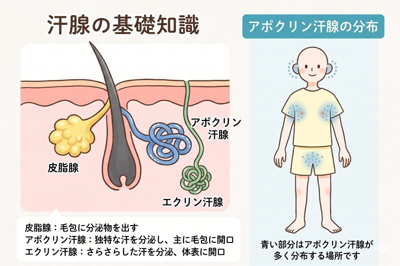 脇が臭わなくても「ワキガ体質」のことがある