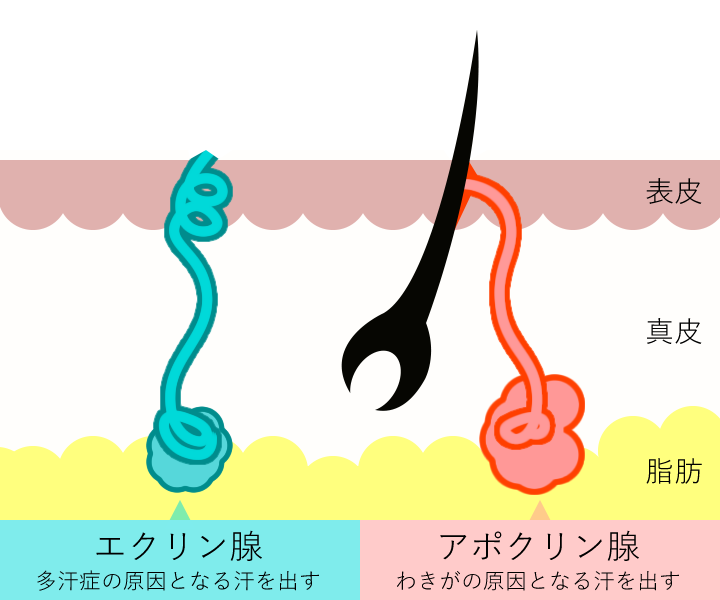 2つの汗腺のイメージ(照射前)