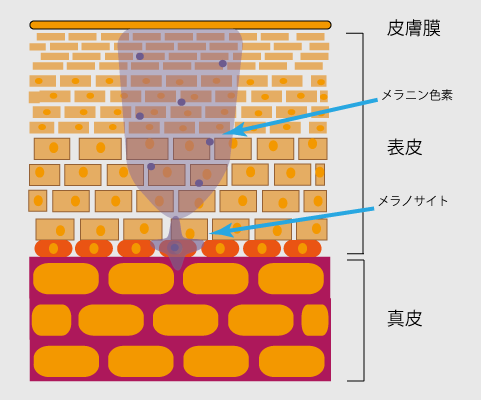 日焼け後の肌の断面(イメージ)